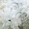 菊