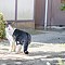 当たり前のいつもの日常的なBGM