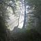 Dive into the Forest