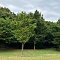 Ordinary Life