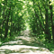 Walk road