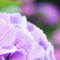 紫陽花の吐息