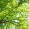 green forest