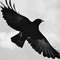 Evening of crow