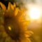 Sunflowers life