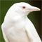White Crow