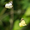 Dancing Butterfly