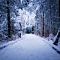 Snowy Path