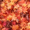 Folium