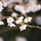 春が来るまで