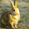 Go Go Rabbit