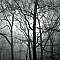 The Mist