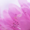 Spring pop