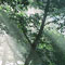 Gentle sunshine
