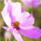 Cosmos