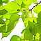 Leaves of green