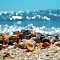Seashell Melody