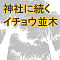 神社に続くイチョウ並木
