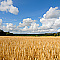 Wheat Field