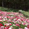 Flower bloom road