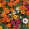 Flower Day