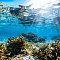 Underwater Paradise