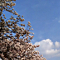 Spring Hi