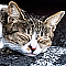 子猫の遊び場