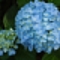 Hydrangea in June