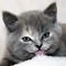 Frisky Kitten