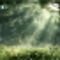 Forest Healing