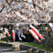 Sakura Wind
