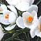 Crocus