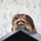 Raccoon on the roof