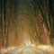 Sunlight and Forest