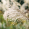 pampas grass