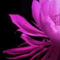 暁暗の花