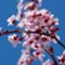 桜咲きました