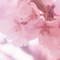 to Blooming