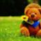 Teddy