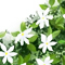Gardenia