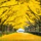 Gingko Tree Street