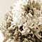 Withered Sepia