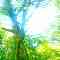 新緑芽吹く頃