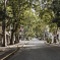 Walk through a southern avenue