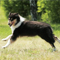sheep dog running