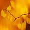 Sine of Fall