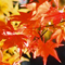 紅葉と共に