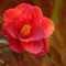 Camellia Flame