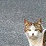 迷い猫